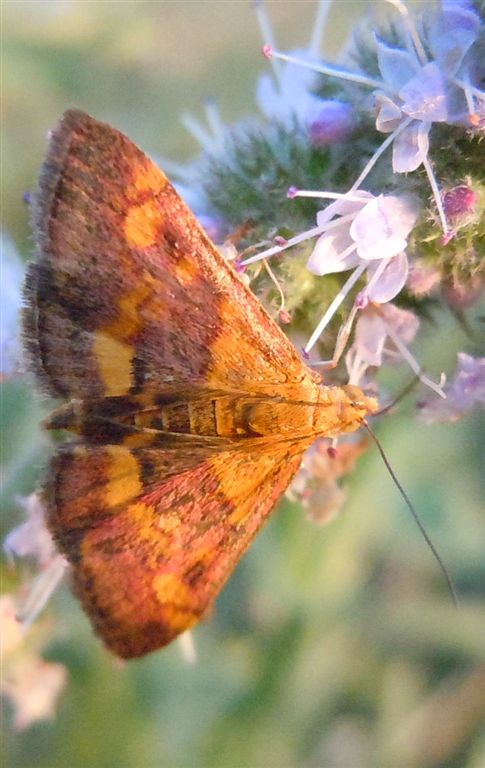 Pyrausta aurata o Pyrausta purpuralis?